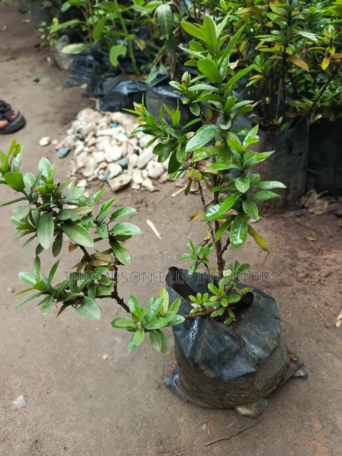 Ixora Plant