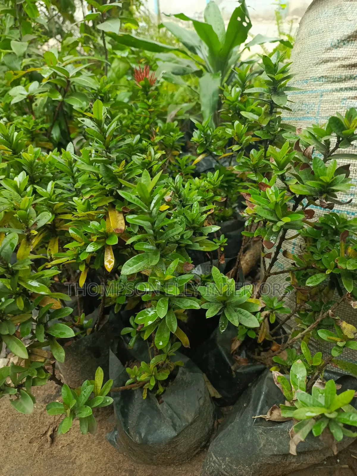 Ixora Plant