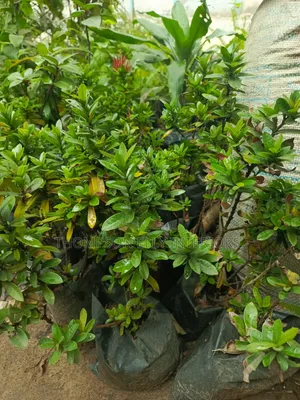 Ixora Plant