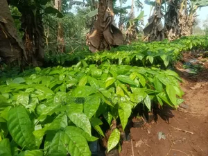 Hybrid Cocoa Seedlings