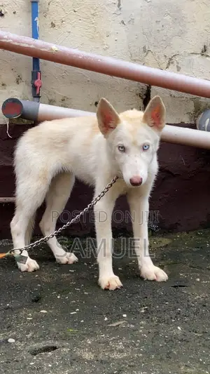 1-3 months Female Purebred Siberian Husky