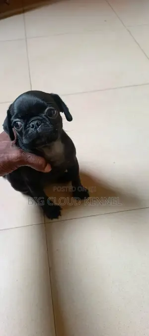 1-3 months Female Purebred Pug