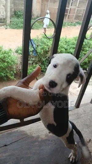 1-3 months Male Purebred American Pit Bull Terrier