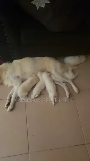 0-1 month Female Purebred American Eskimo