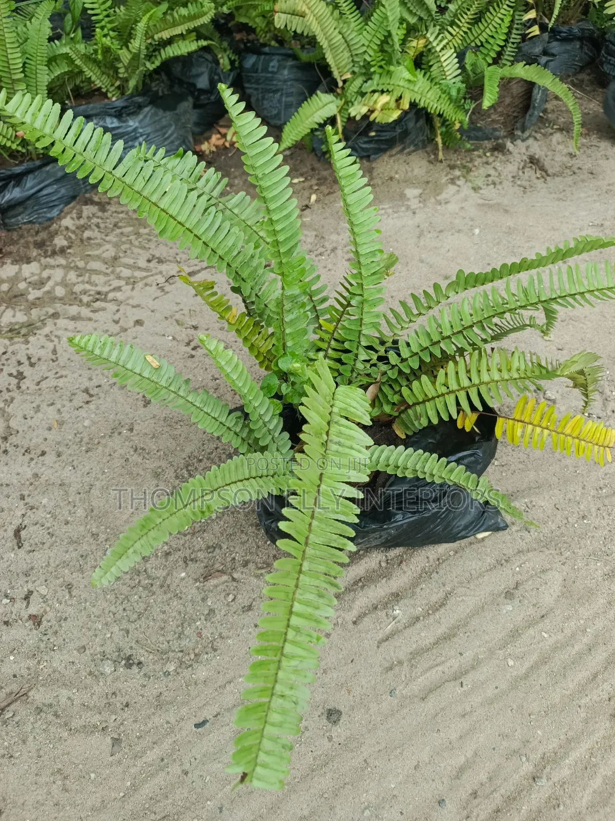 Sword Fern / Tuberous Sword Fern