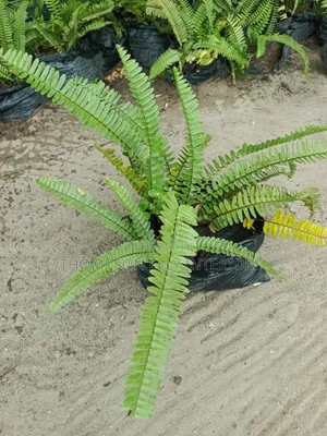 Sword Fern / Tuberous Sword Fern