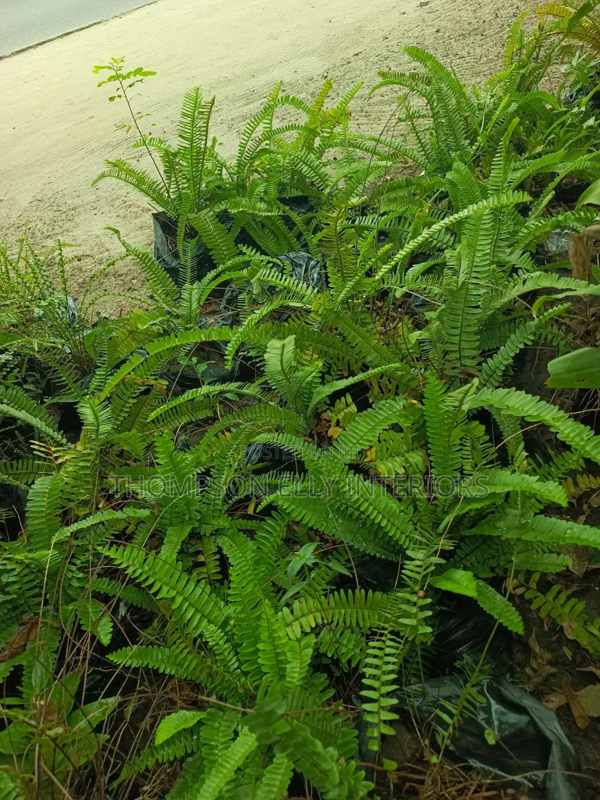 Sword Fern / Tuberous Sword Fern