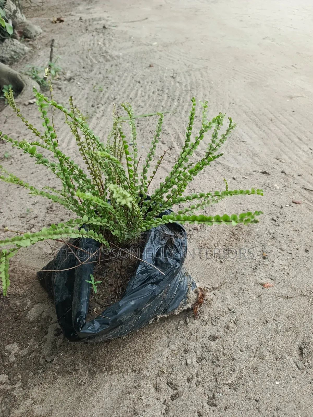 Button Fern (Pellaea Rotundifolia).