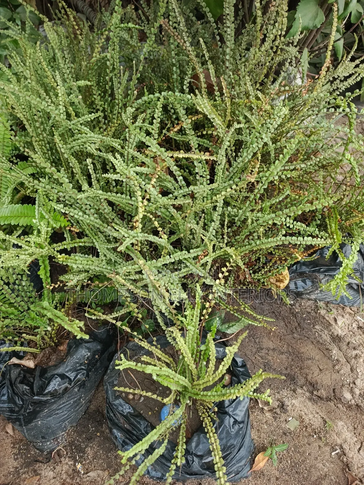 Button Fern (Pellaea Rotundifolia).