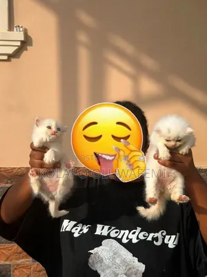 1-3 months Female Purebred Persian