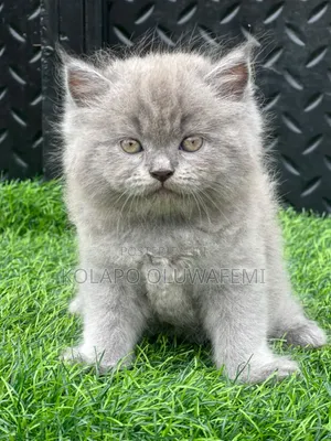 1-3 months Male Purebred Persian