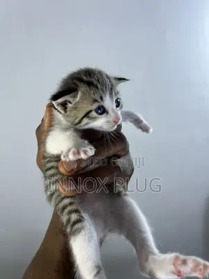1-3 months Female Purebred Tabby