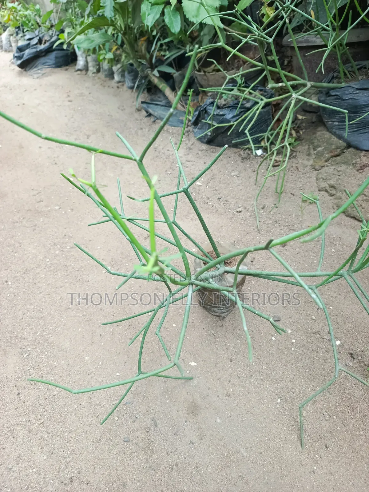 Pencil Cactus / Milk Bush