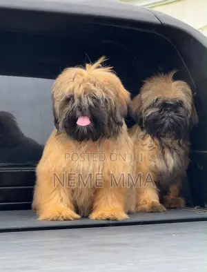 1-3 months Female Purebred Shih Tzu
