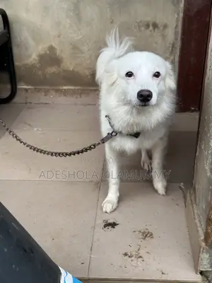 1+ year Female Purebred American Eskimo