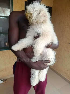 3-6 months Male Purebred Lhasa Apso