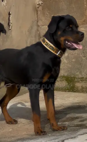 6-12 months Male Purebred Rottweiler