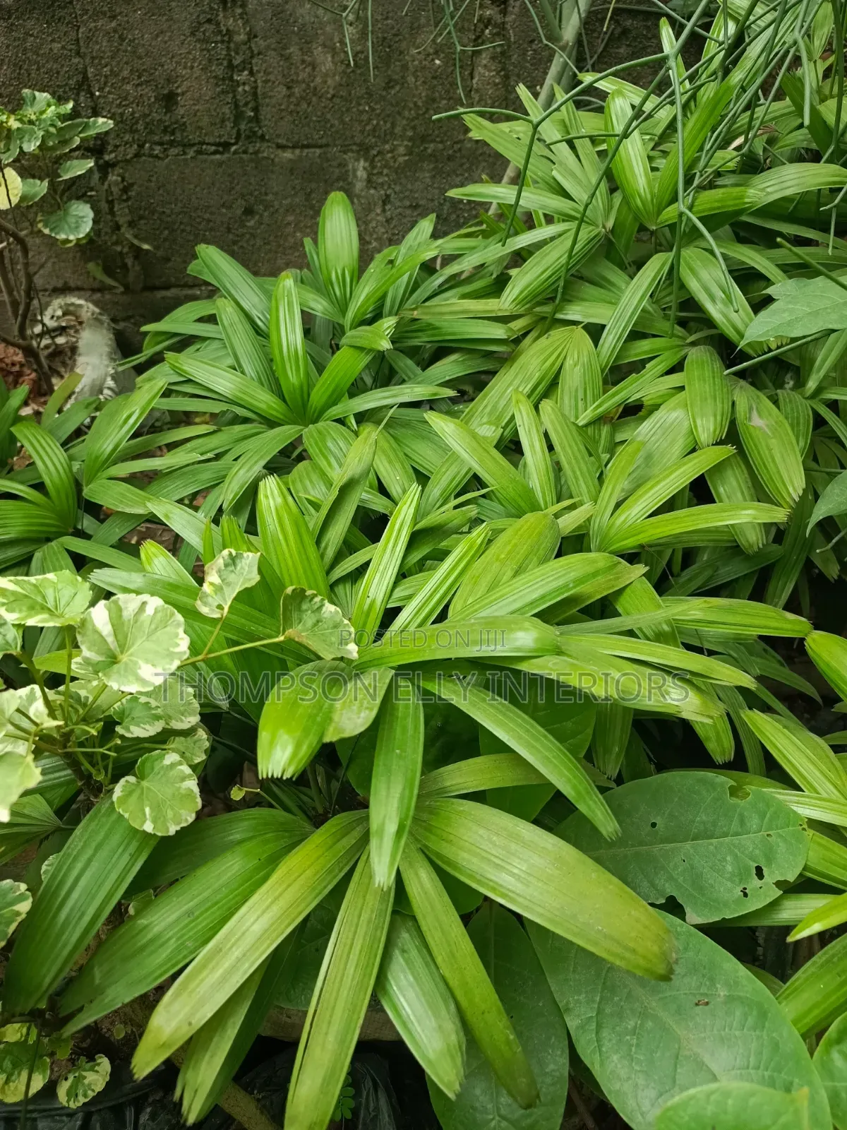 Broadleaf Lady Palm