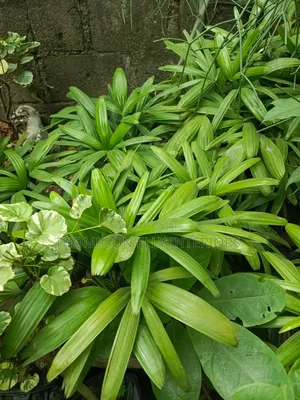 Broadleaf Lady Palm