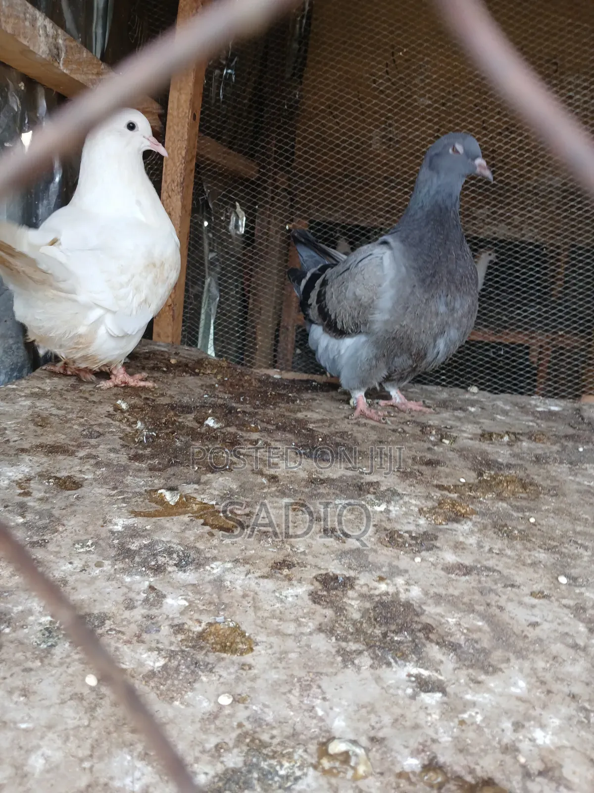 Adult Pigeons