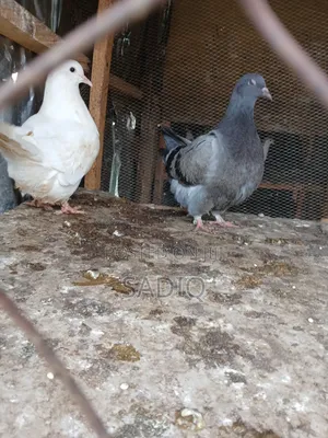 Adult Pigeons