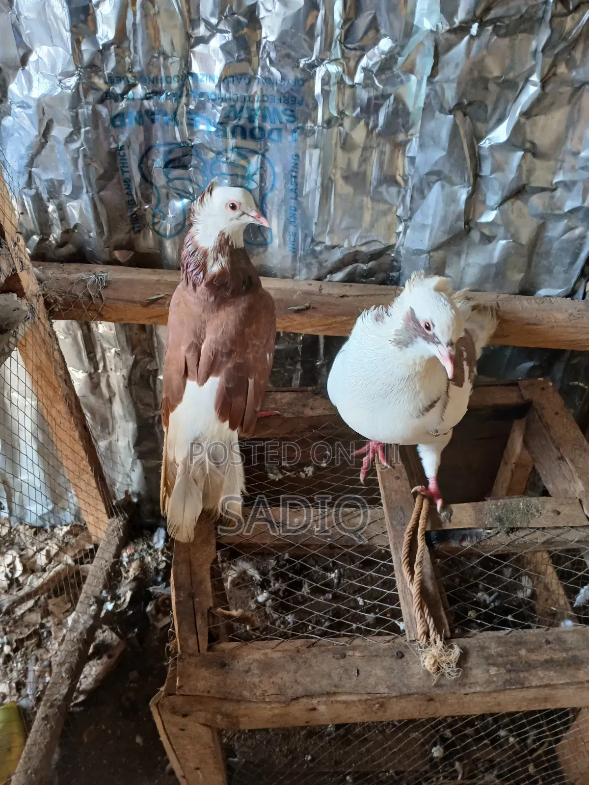Adult Pigeons