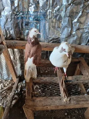 Adult Pigeons