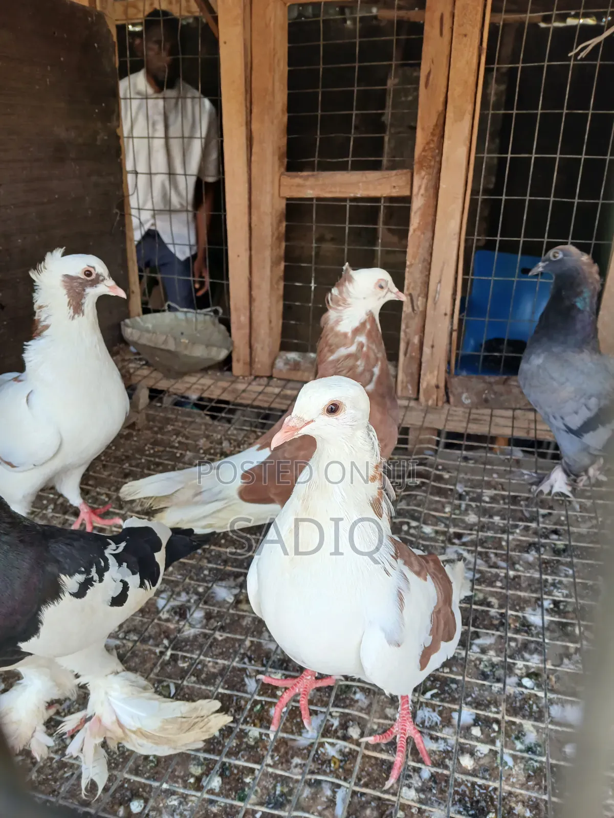 Adult Pigeons