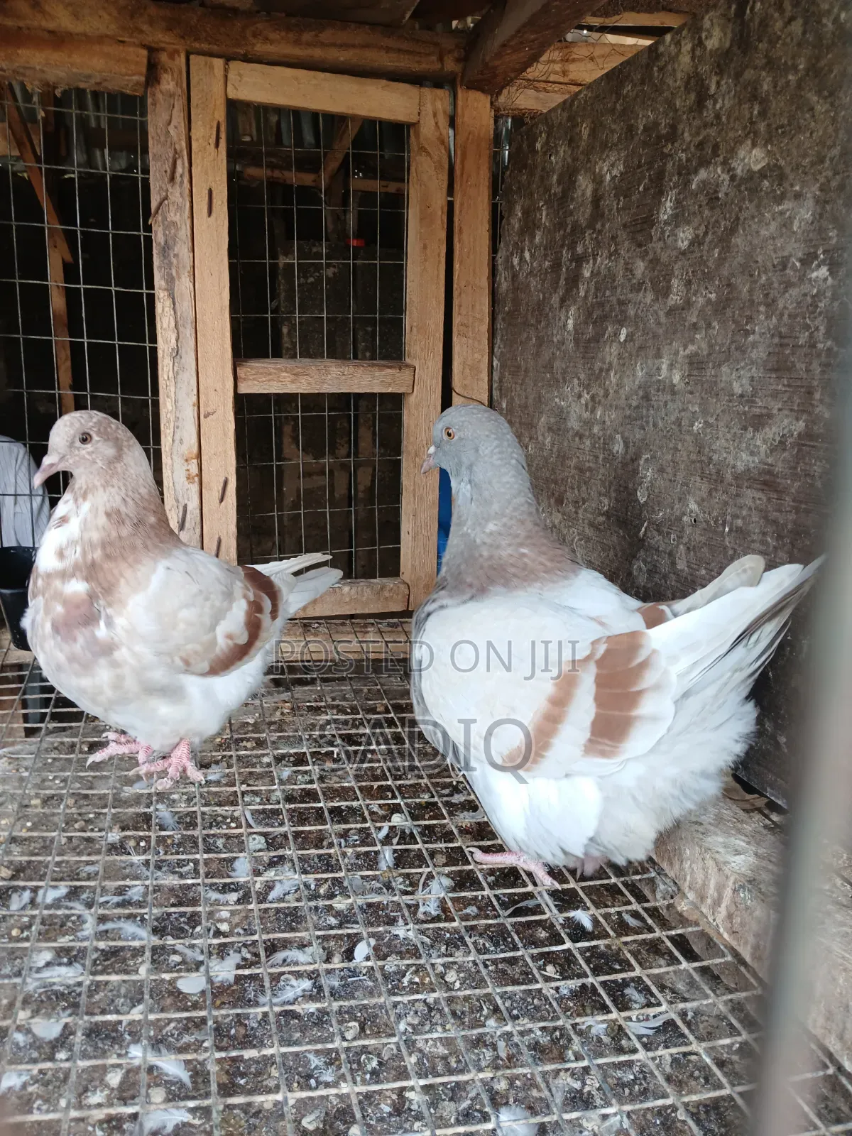 Adult Pigeons