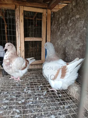 Adult Pigeons