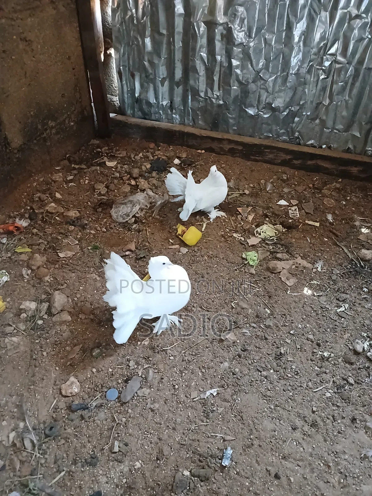 Adult Pigeons