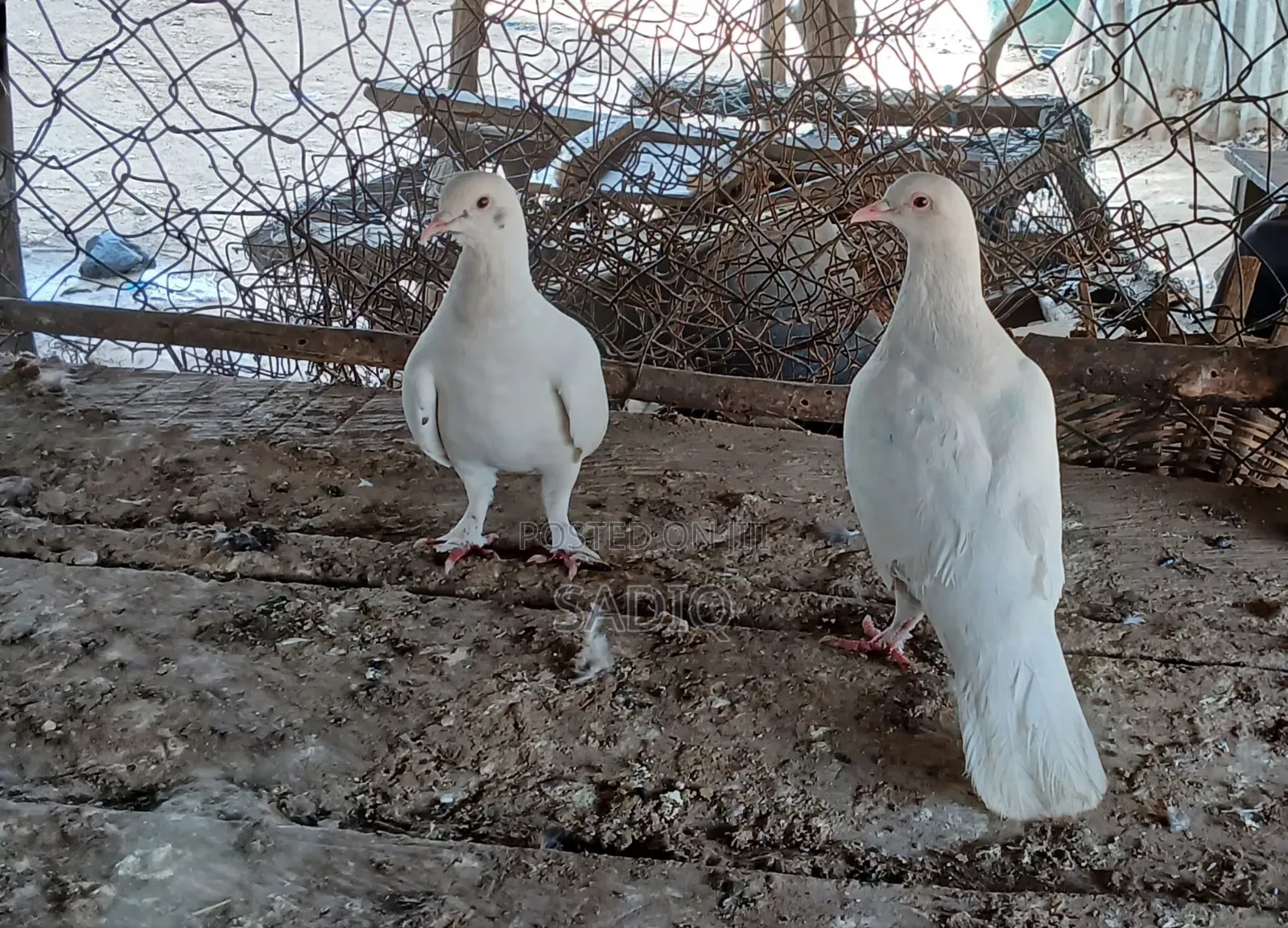 Adult Pigeons