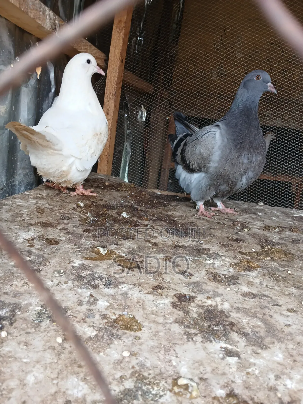 Adult Pigeons