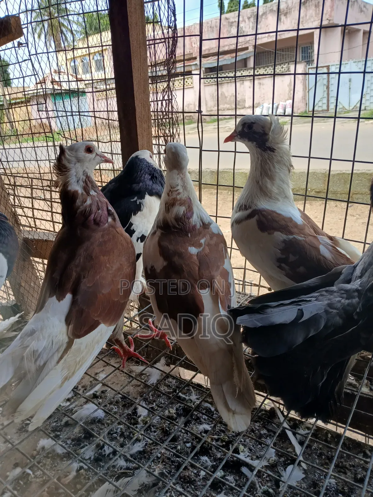 Adult Pigeons