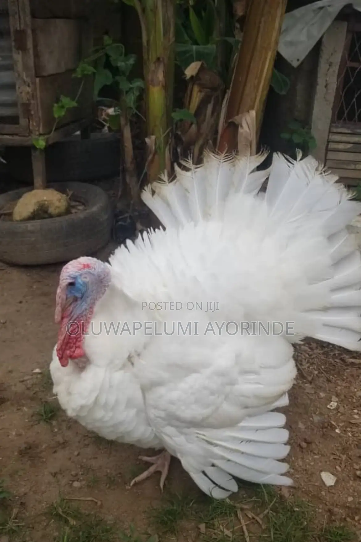 Live Chicken