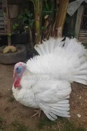 Live Chicken