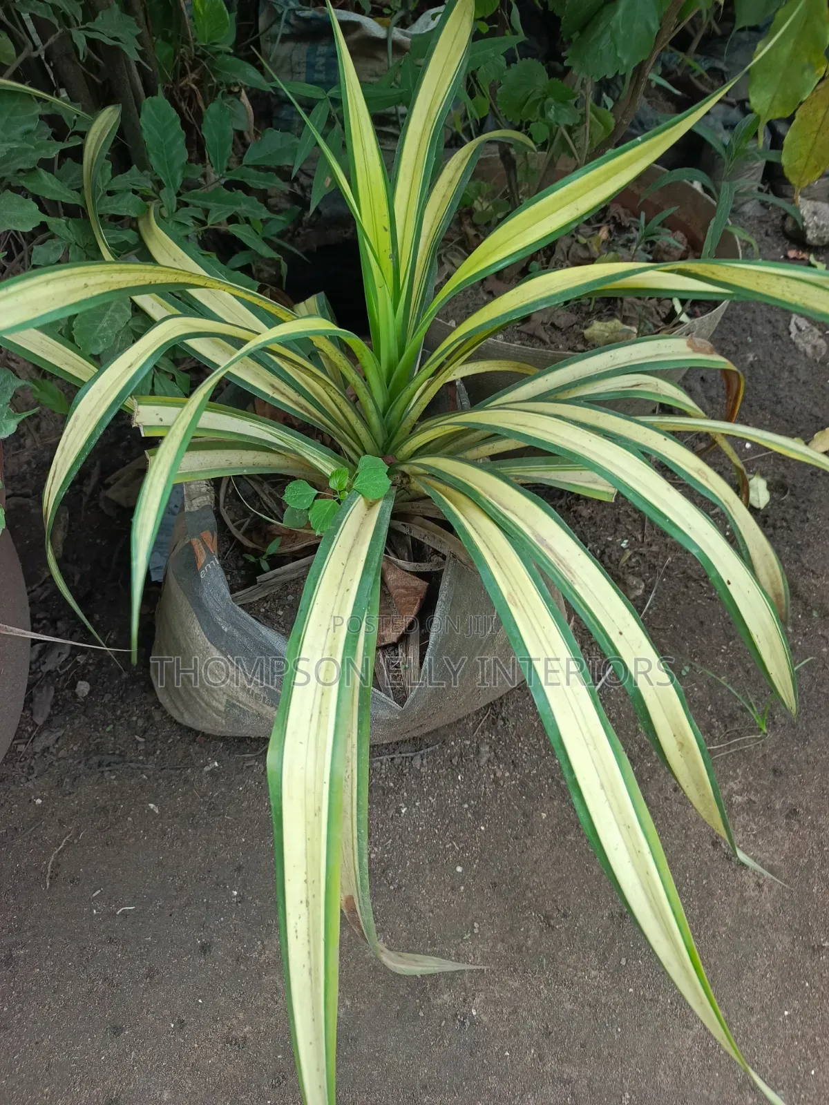 Spider Plant