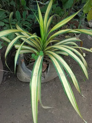 Golden Pandanus / Variegated Screw Pine