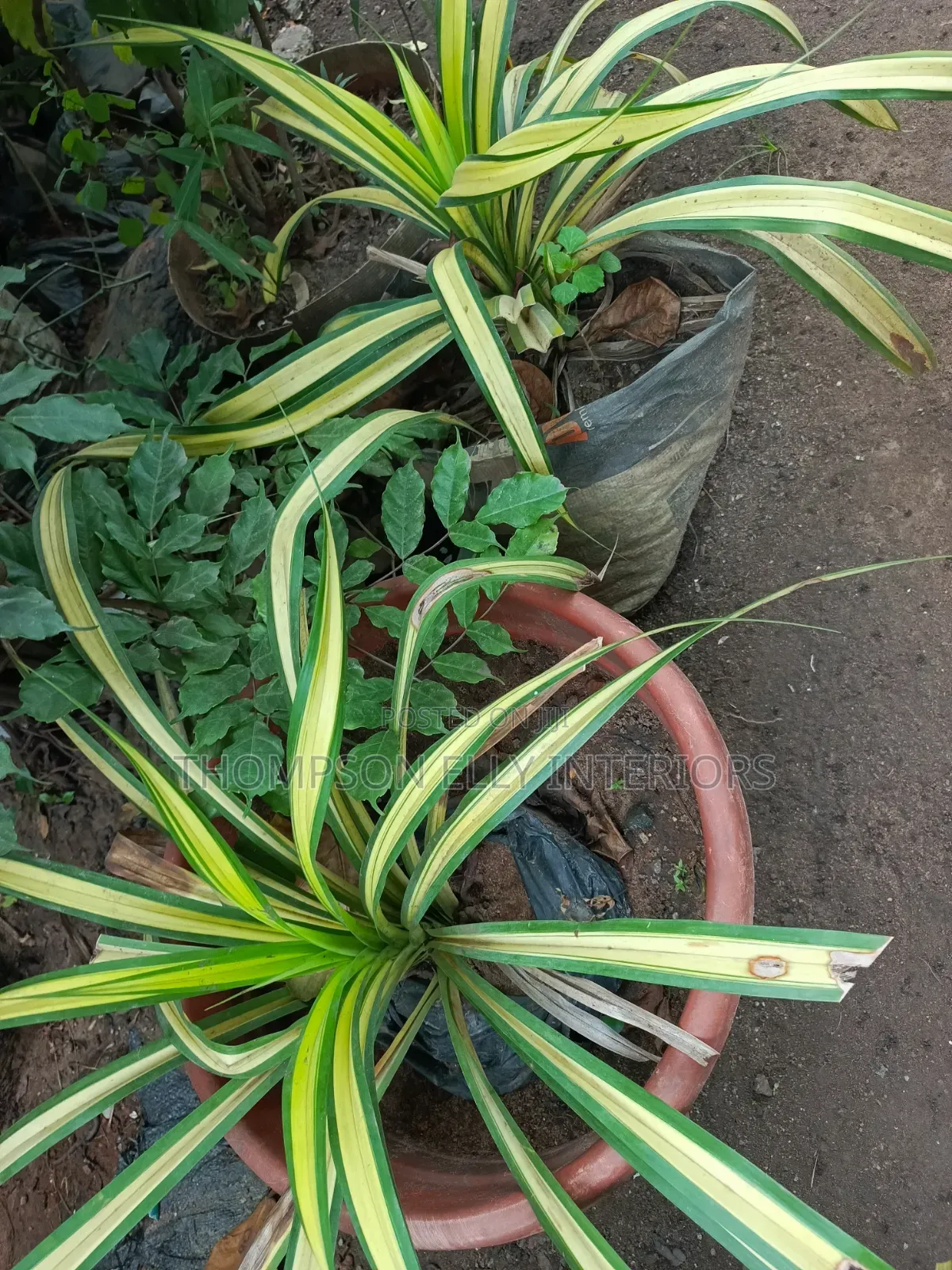 Spider Plant