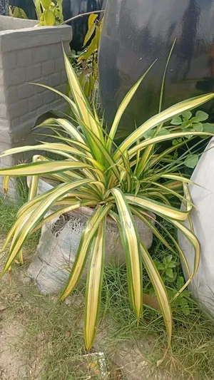 Spider Plant