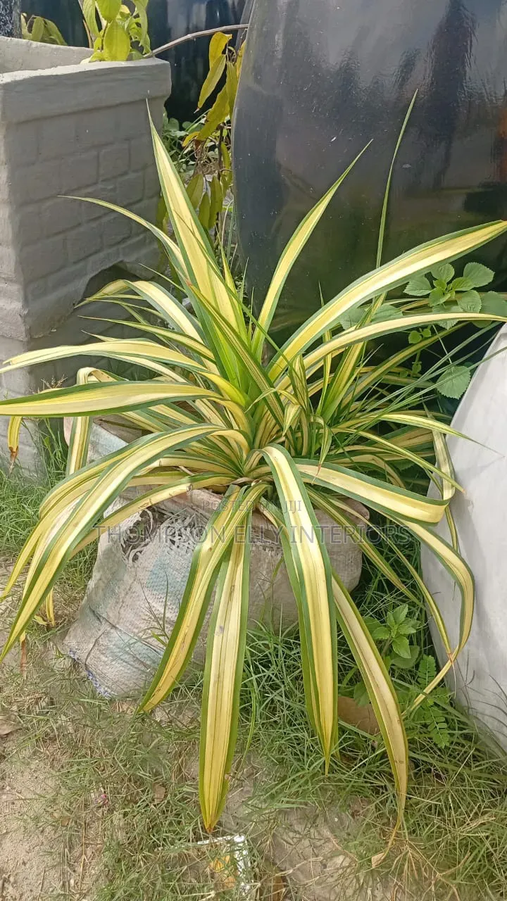 Spider Plant