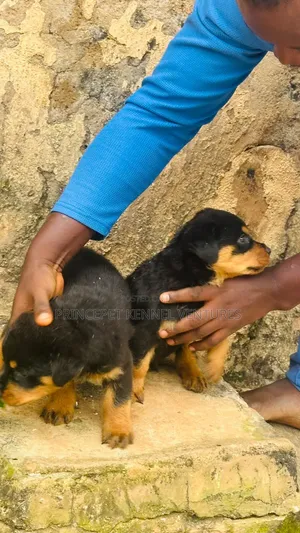 1-3 months Male Purebred Rottweiler