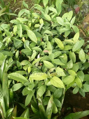Ogbono Seedlings