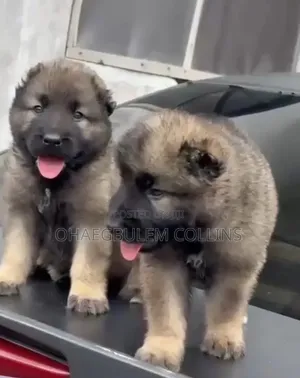 1-3 months Male Purebred Caucasian Shepherd