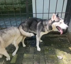 1+ year Male Purebred Siberian Husky