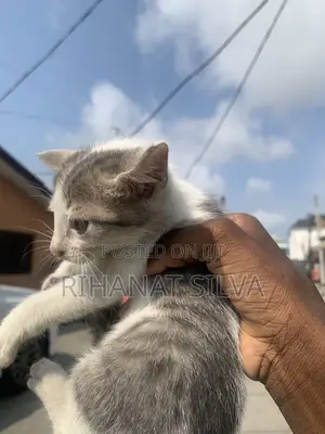 1-3 months Female Mixed Breed Tabby