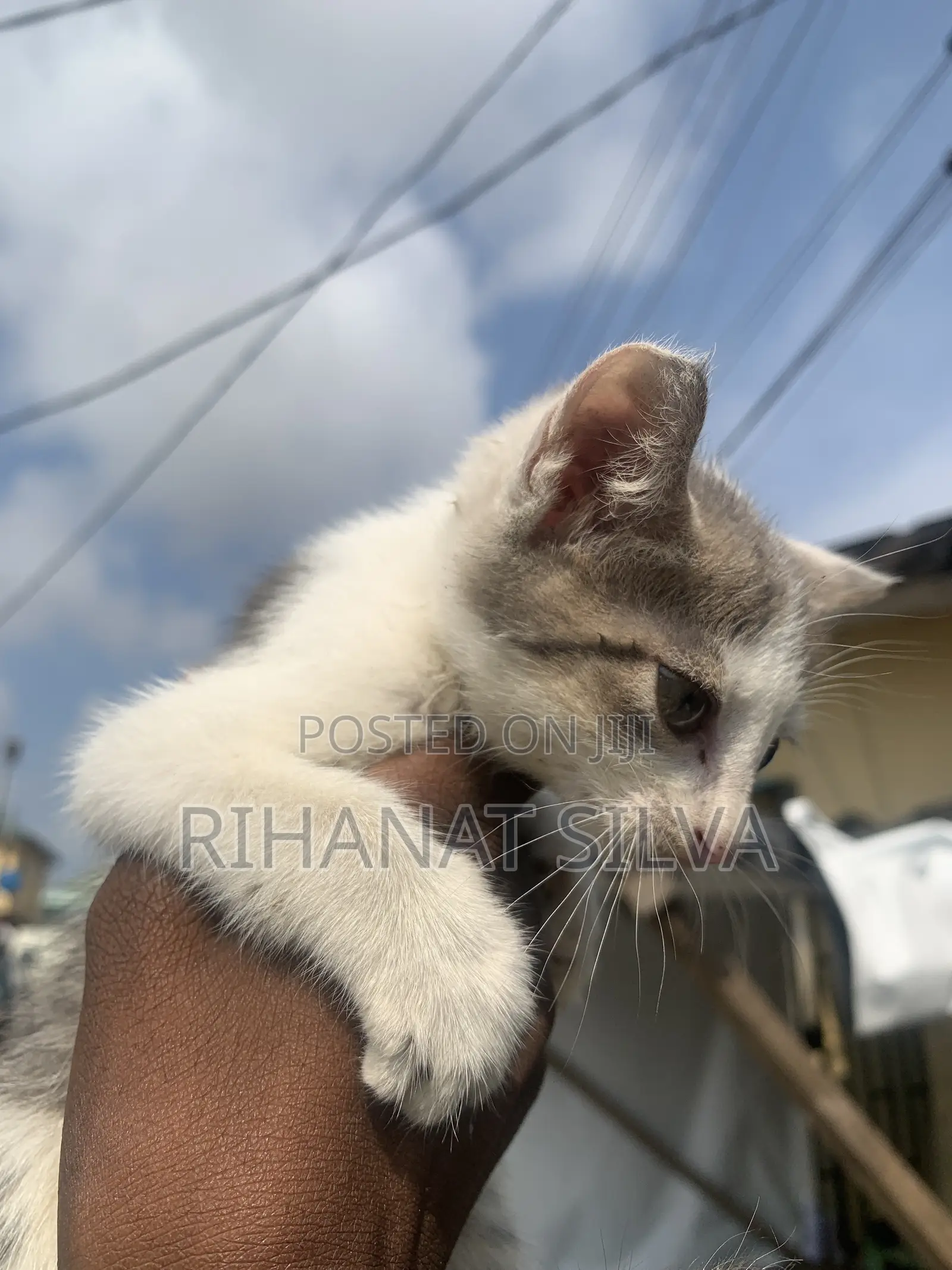 1-3 months Female Mixed Breed Tabby