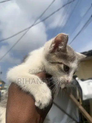 1-3 months Female Mixed Breed Tabby