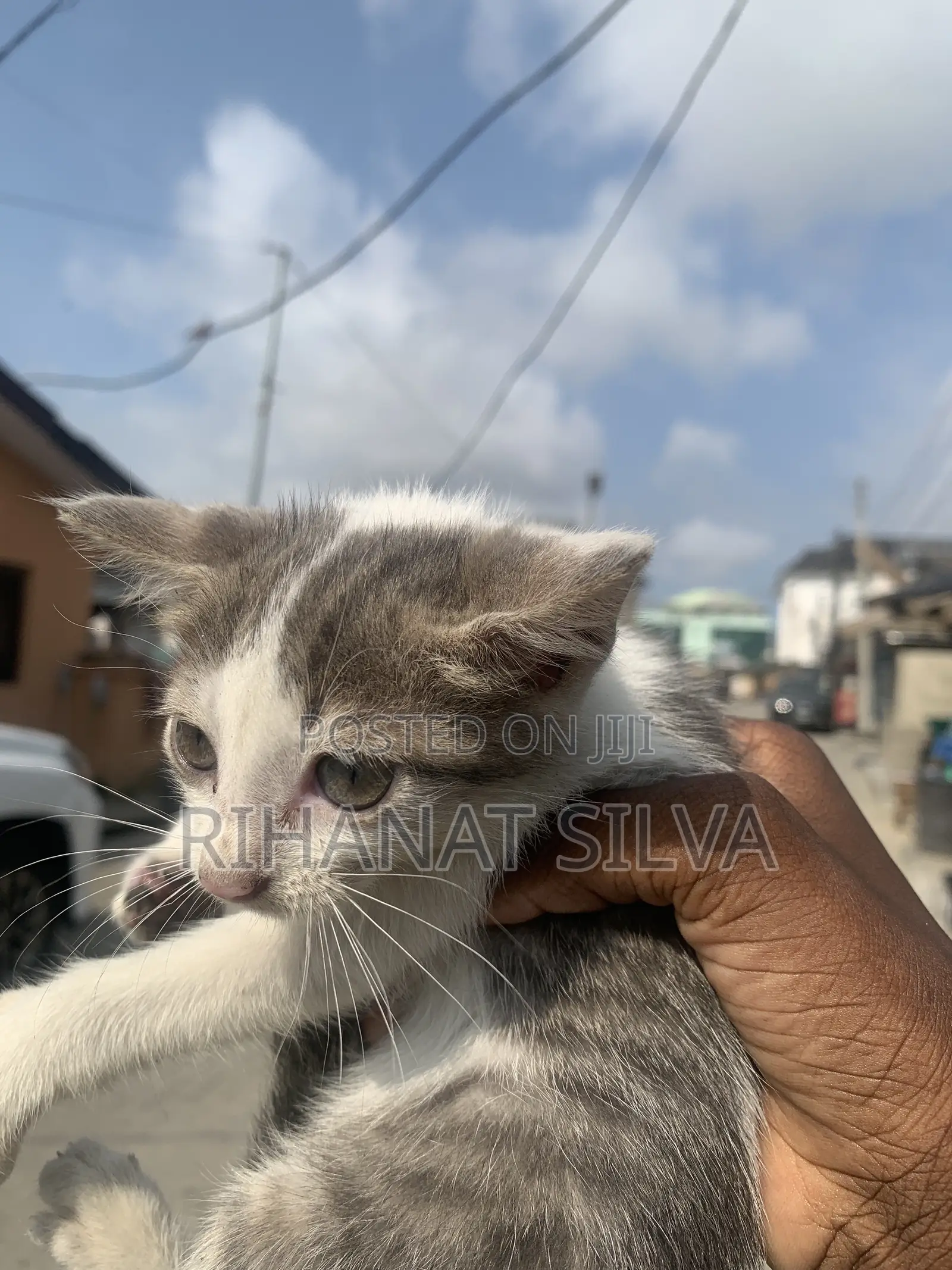 1-3 months Female Mixed Breed Tabby
