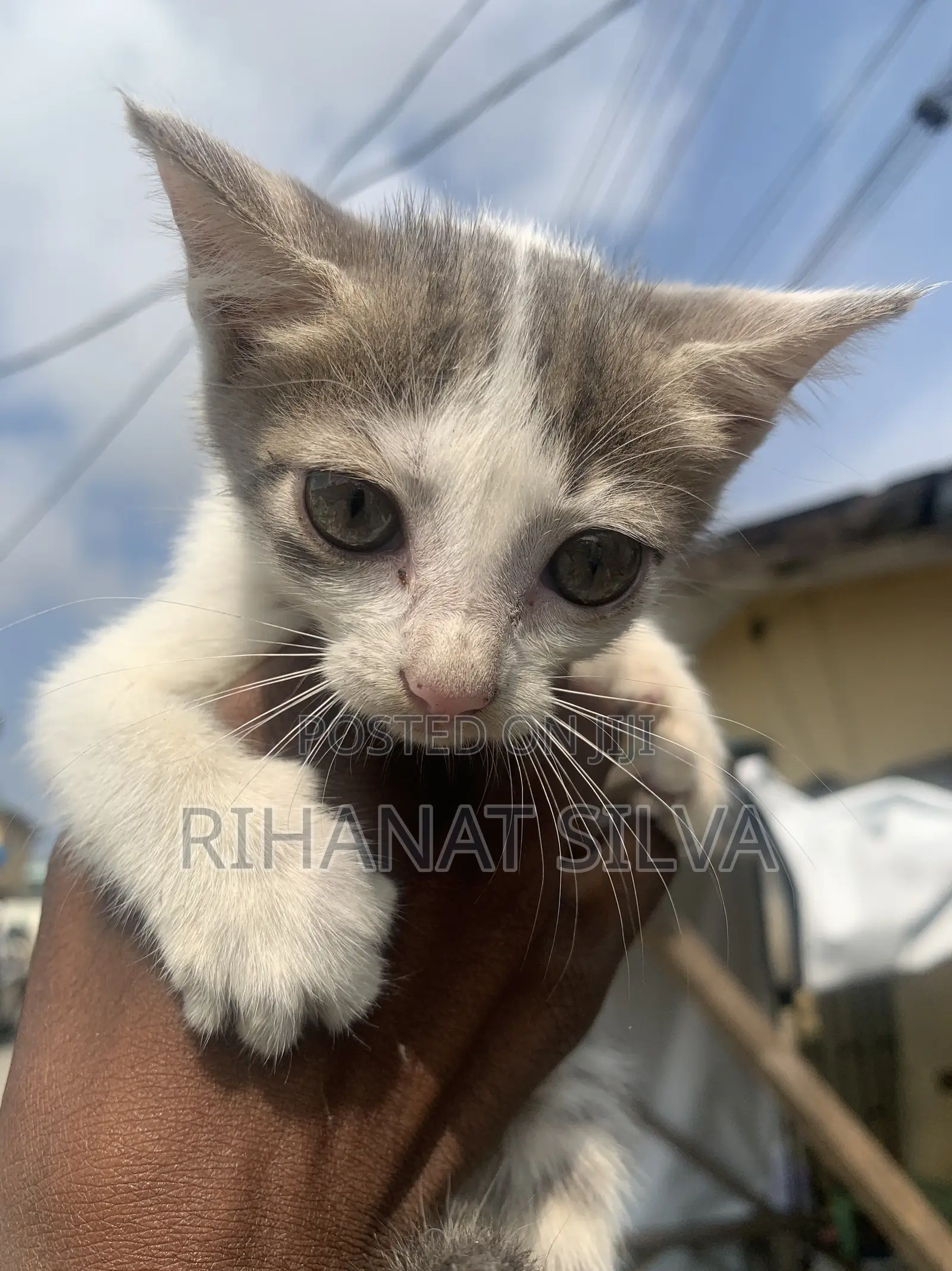 1-3 months Female Mixed Breed Tabby